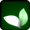 Snowy White Laurel